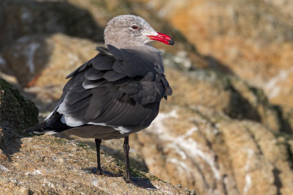 Heermann's Gull