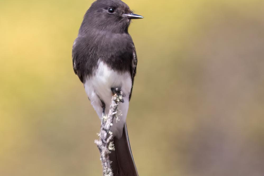 Black Phoebe