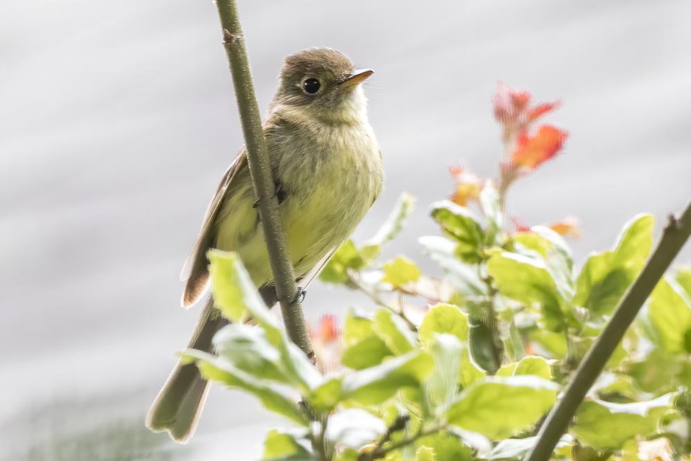 Western Flycatcher