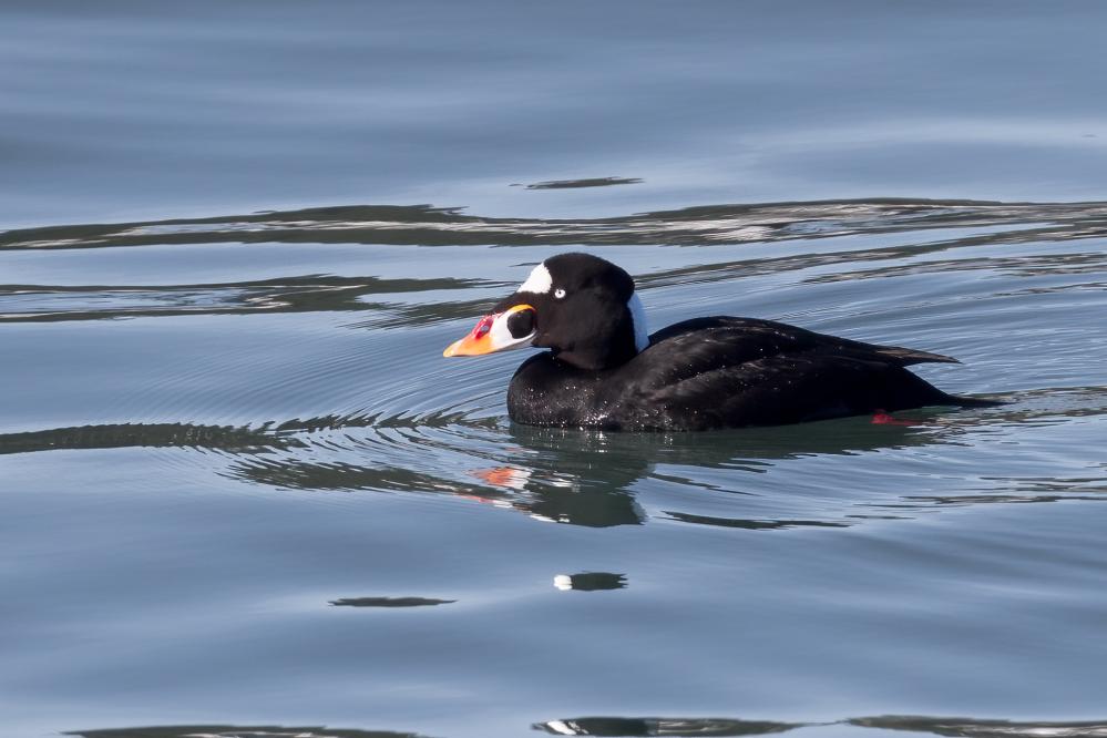 Surf Scoter