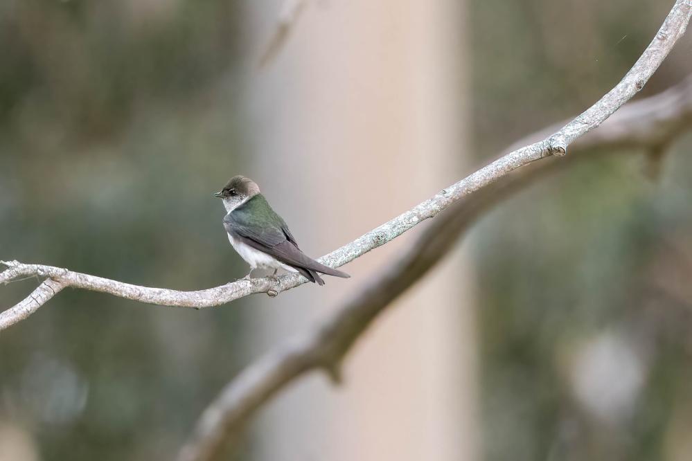 Violet-Green Swallow