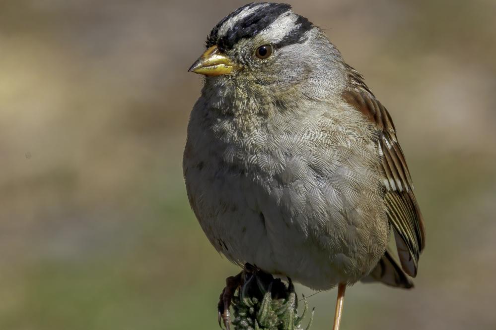 White-crowned Sparrow