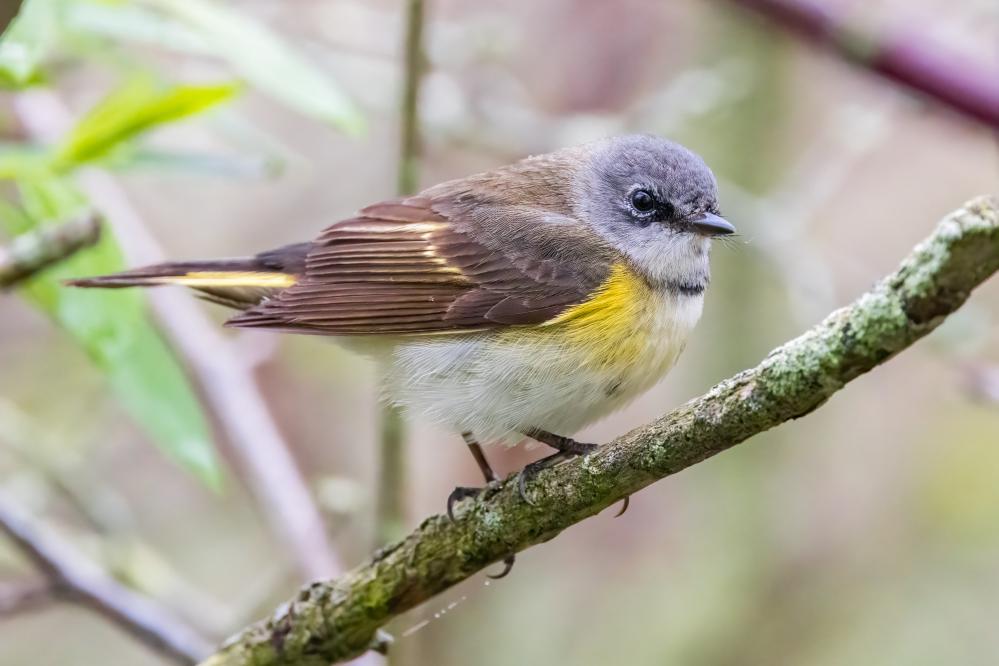 Yellow-rumped Warbler