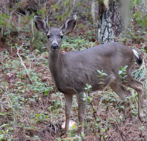A mule deer stands alert on a forest floor, surrounded by pine needles, low plants, and tree trunks, looking directly toward the camera on Whalers Knoll Trail at Point Lobos State Natural Reserve.