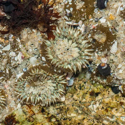 Several aggregating anemones clustered on a rocky tidepool surface, their tentacles spread open among small shells and bits of algae