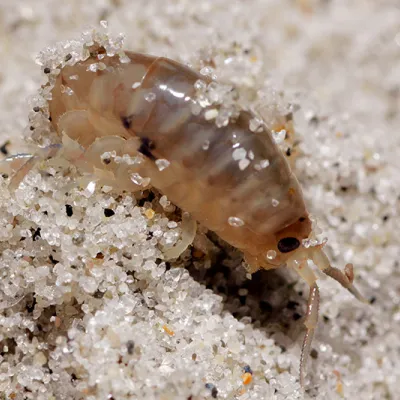 Close-up of a small translucent beach hopper, an amphipod, crawling through coarse beach sand, with grains of sand stuck to its curved body.