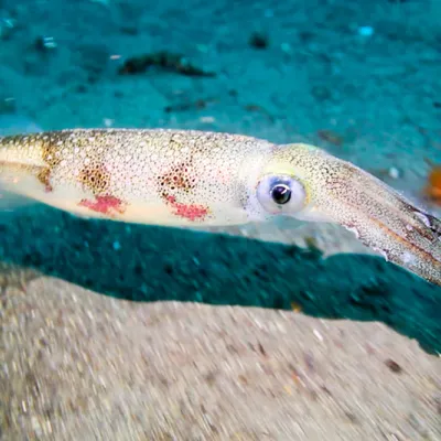 A California market squid with a pale, speckled body and long arms swims just above the sandy seafloor in clear blue water.