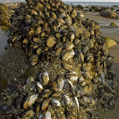 A dense cluster of California mussels attached to a rocky surface in the intertidal zone, exposed at low tide.