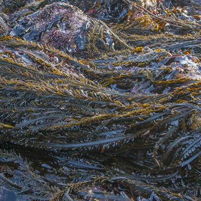 Close-up view of feather boa kelp draped across coastal rocks, showing long, dark brown fronds with many small blades lining each side.