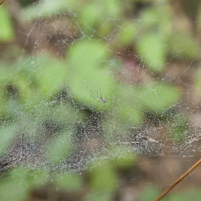 Close-up view of a delicate, dome-shaped hammock spider web stretched between plants, with a tiny hammock spider positioned at the center against a soft green forest background.