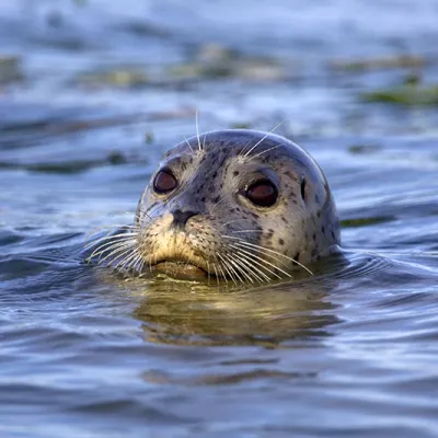 harbor seal with speckled gray fur lifts its head above calm blue water, its round eyes and whiskers clearly visible as it swims near the surface.