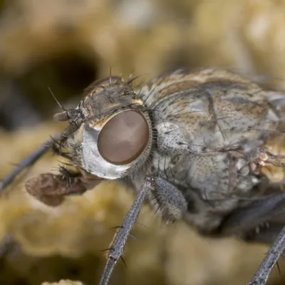 Close-up macro photograph of a kelp fly showing its large brown compound eyes, bristly body, and slender legs on rotting beached kelp.