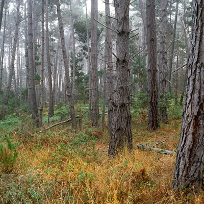 A forest of tall Monterey pine trees with gray-brown, fissured bark, standing among green understory plants and dry golden groundcover on a foggy day in the Point Lobos State Natural Reserve..