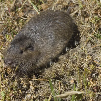 A small brown valley pocket gopher sits in dry grass and soil, with its rounded body, short limbs, and whiskered face visible as it looks slightly to the side.
