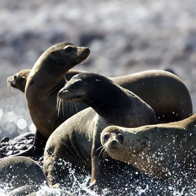 A group of California sea lions splashes in shallow water near a rocky shore, their sleek brown bodies glistening in the sunlight as they raise their heads and look around.