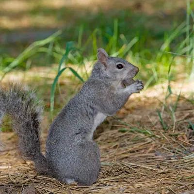 A western gray squirrel standing upright on the forest floor, holding food in its front paws among pine needles and green grass.