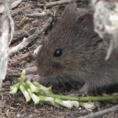Vole eating