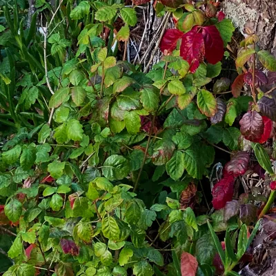 Poison Oak leaves, green and red, growing as a vine