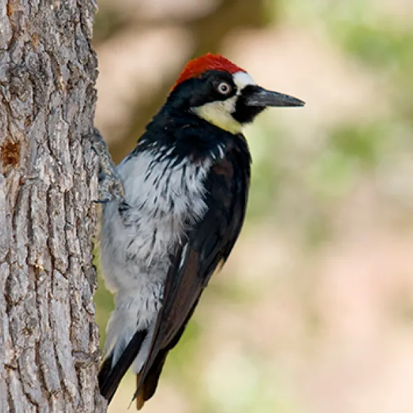 An Acorn Woodpecker clings to the side of a tree trunk, showing its black-and-white body, bright red cap, and pale yellow throat
