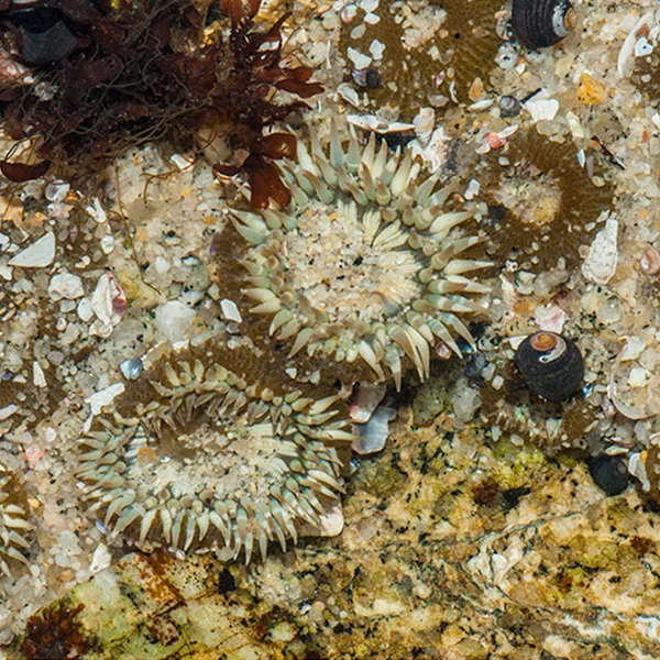 Several aggregating anemones clustered on a rocky tidepool surface, their tentacles spread open among small shells and bits of algae