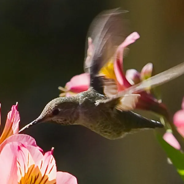 An Anna’s hummingbird hovers beside pink flowers, its wings a blur as it extends its long bill toward a blossom.