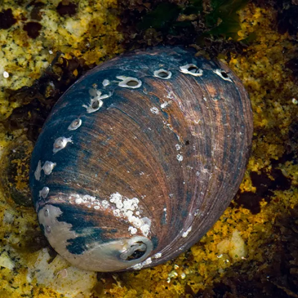A black abalone with a dark, oval shell resting on a rocky, algae-covered tidepool surface, its muscular foot slightly visible along the shell’s edge