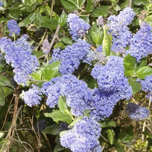 A blue blossom shrub covered in dense clusters of bright bluish-purple flowers, surrounded by glossy green leaves in sunlight.