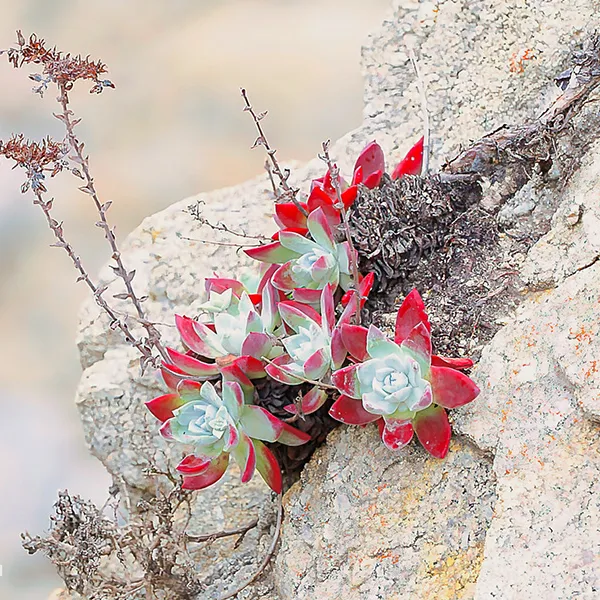 Bluff lettuce, a small succulent plant with red-edged green leaves grows from a crack in a rocky cliff near the coast, surrounded by pale gray stone.