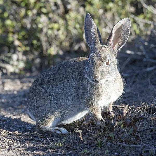 A brush rabbit sits alert on the ground in a sunlit, brushy habitat, its gray-brown fur and long ears clearly visible as it looks toward the camera.