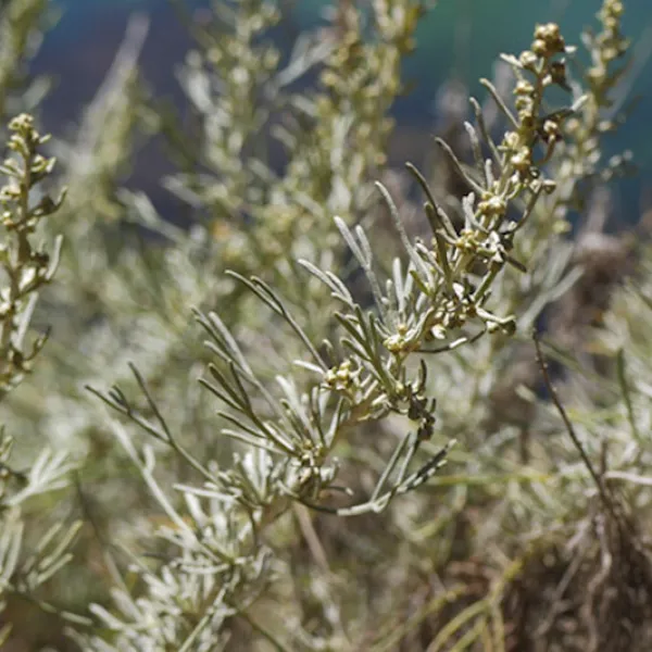 A dense cluster of coastal sagebrush with thin, gray-green leaves and tall, slender stems grows in bright sunlight along a dry coastal hillside.