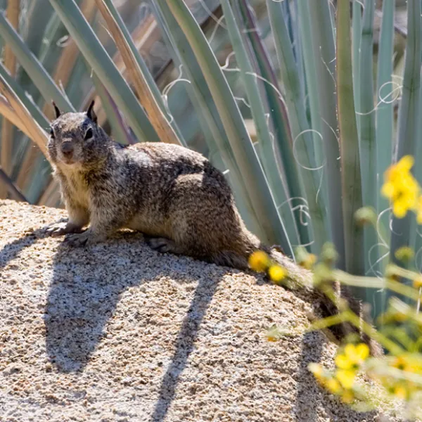 A California ground squirrel sits alert on a sunlit rock, its mottled brown and gray fur blending with the dry landscape and surrounding desert plants.