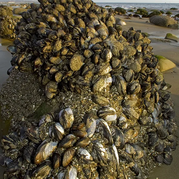 A dense cluster of California mussels attached to a rocky surface in the intertidal zone, exposed at low tide.