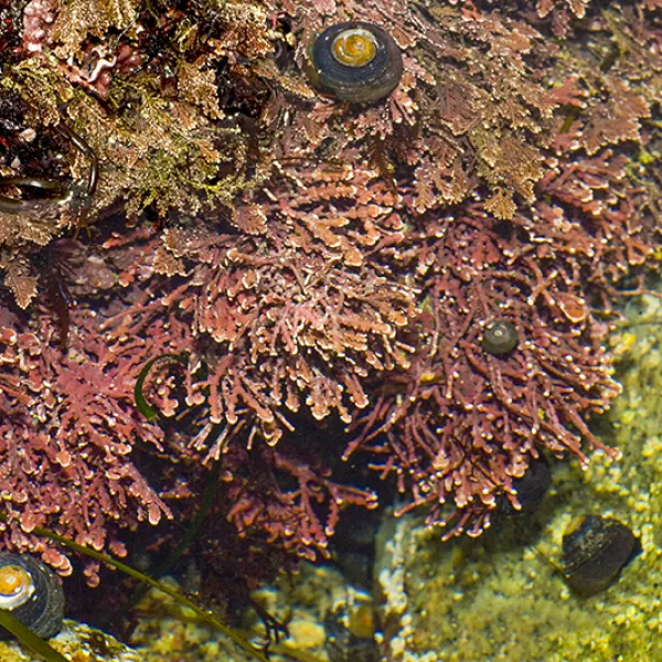 A cluster of articulated coralline algae with pinkish-red, branching fronds growing on a rocky underwater surface alongside small snails.
