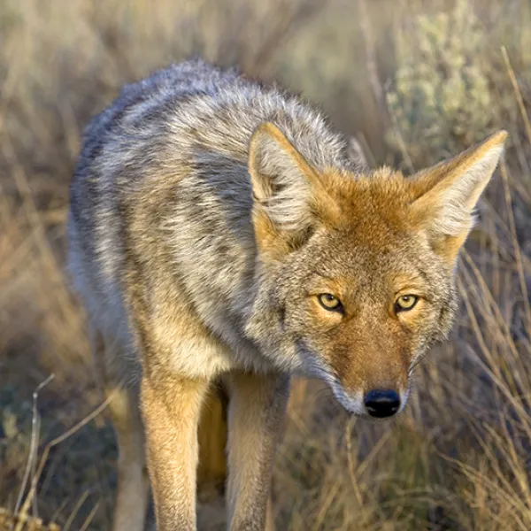 A coyote standing alert in a dry, grassy habitat, looking directly toward the camera with its ears raised.