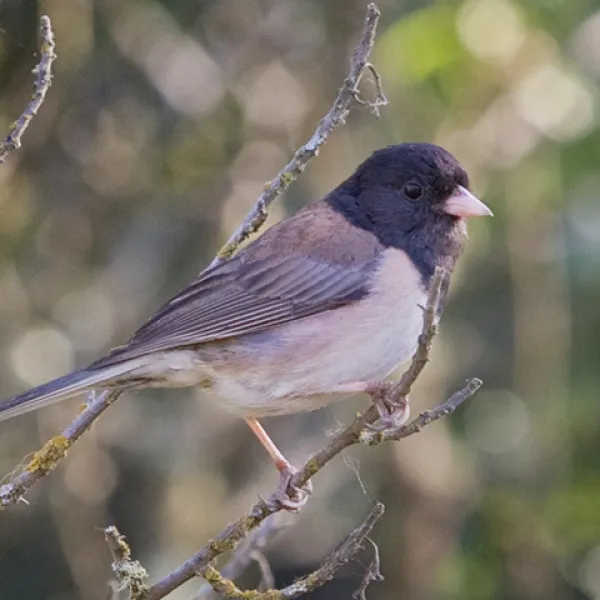 A dark-eyed junco perched on a thin branch in a forested area, showing its dark head, pale bill, and brown-gray body.