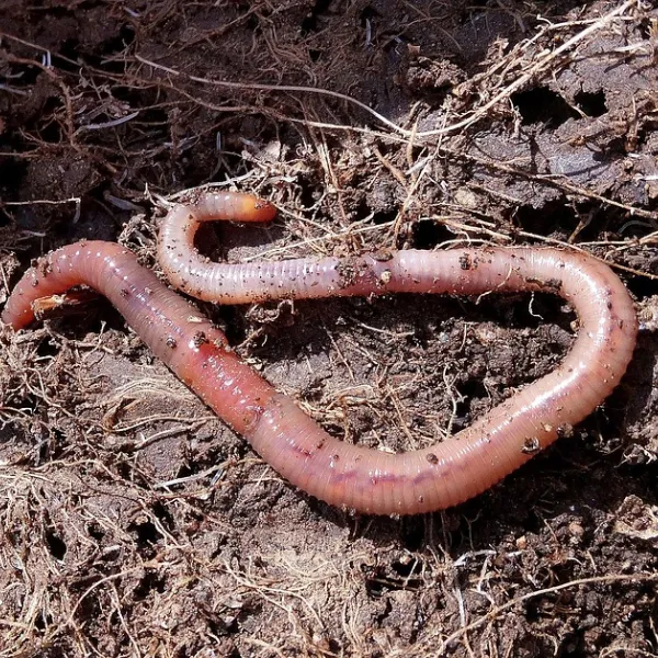 A pink earthworm stretched out on moist, dark soil with bits of decaying plant material around it.