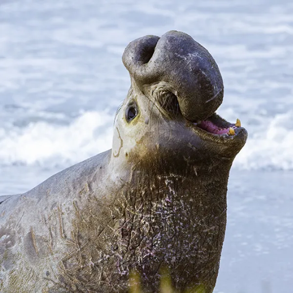 A large male elephant seal with a pronounced trunk-like nose lifts its head while resting on a sandy beach with ocean waves in the background.
