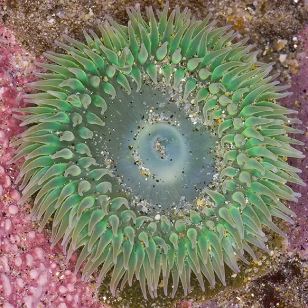 A giant green anemone with bright green tentacles arranged in a circular pattern around its center, resting on a pink and sandy tidepool surface.