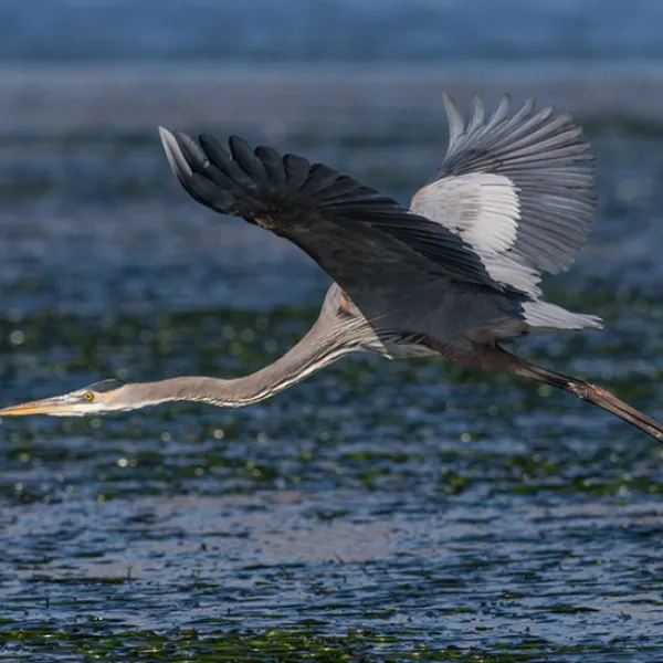 A great blue heron flying low over the water with its wings fully extended and legs trailing behind.