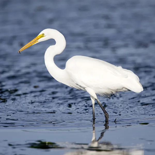 Great egret standing in shallow blue water, showing its white plumage, long yellow bill, and black legs.