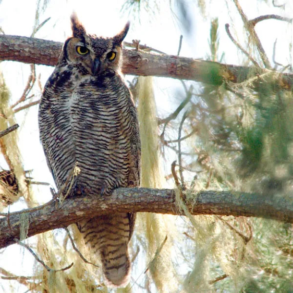 Great horned owl perched on a tree branch, looking directly at the camera with yellow eyes and ear tufts raised.
