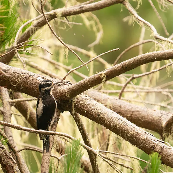 Hairy woodpecker clinging to the side of a mossy tree branch in a forest, using its beak to peck at the wood while surrounded by tangled branches and green foliage.
