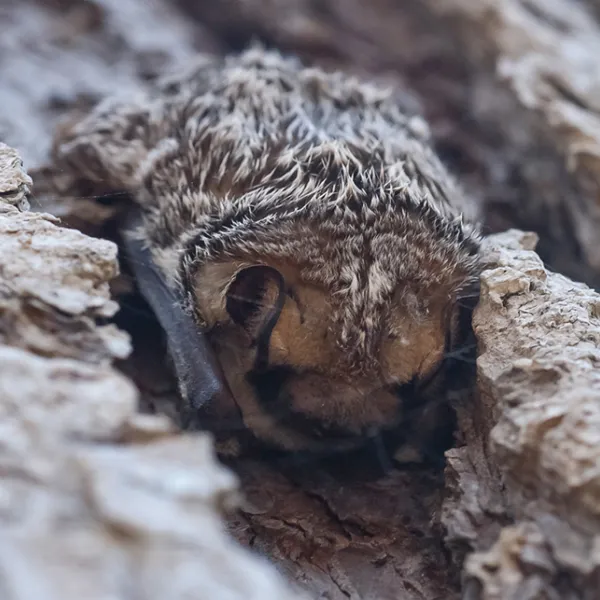 A hoary bat nestled in the crevice of a tree trunk, its frosted gray-brown fur blending into the bark as it rests.