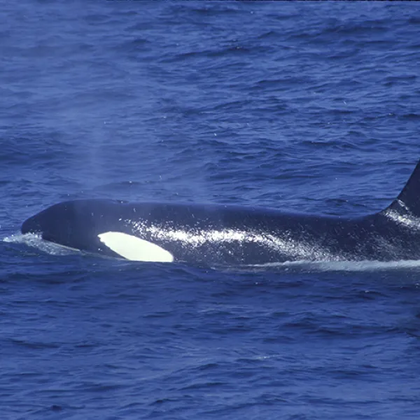 A killer whale (orca) swims at the ocean surface, showing its tall dorsal fin and black-and-white markings.