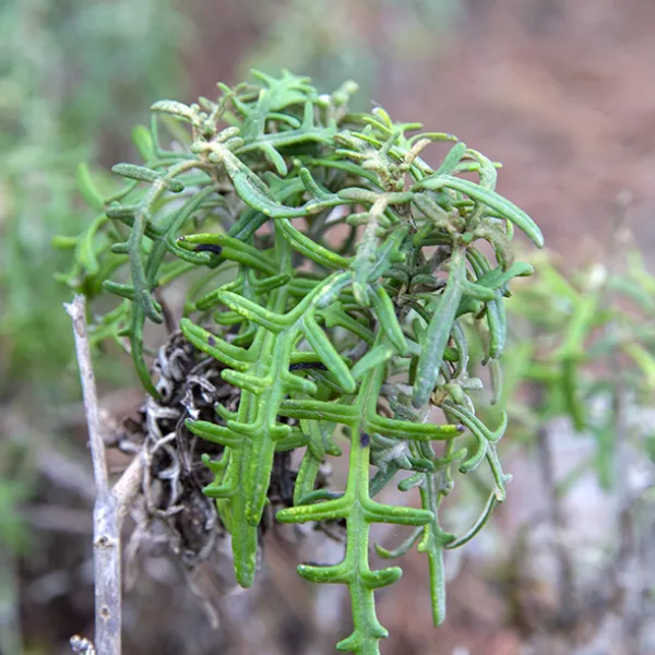 Close-up photo of a lizard tail plant, showing its thick, green, forked leaves resembling an upside-down lizard body.