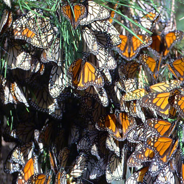 A dense cluster of monarch butterflies covering branches and leaves, showing their orange and black patterned wings as they gather in a wintering roost.