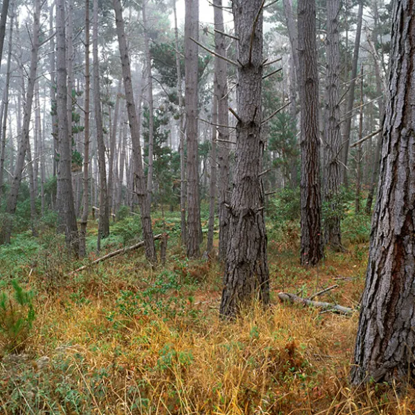 A forest of tall Monterey pine trees with gray-brown, fissured bark, standing among green understory plants and dry golden groundcover on a foggy day in the Point Lobos State Natural Reserve..