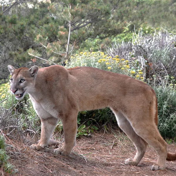 A mountain lion standing alert on a dirt trail surrounded by shrubs and yellow wildflowers in a dry, wooded habitat at Point Lobos State Natural Reserve..