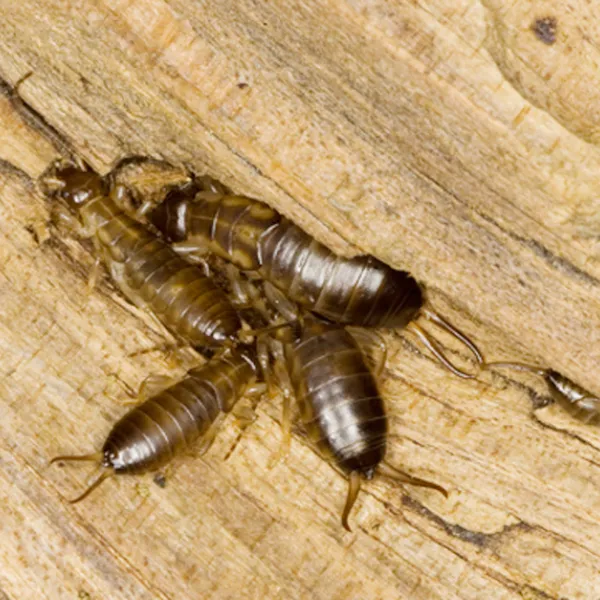 A close-up view of several Pacific dampwood termites clustered on a piece of rotting wood, showing their reddish-brown bodies and segmented abdomens.