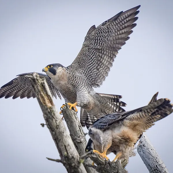 Two peregrine falcons perched on a bare tree branch—one with wings spread preparing to take off, the other leaning forward—against a pale sky background.